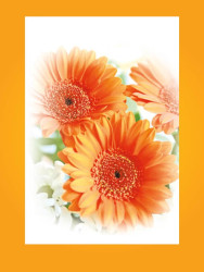 Gerbera kortti 5 kpl nippu, koko A6